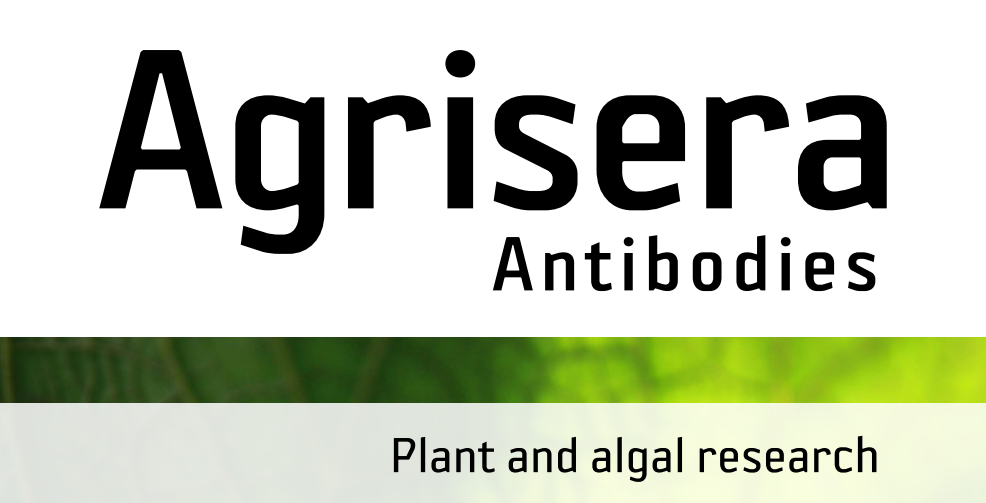 Agrisera MicroRNA相關(guān)研究植物蛋白抗體火熱促銷中！